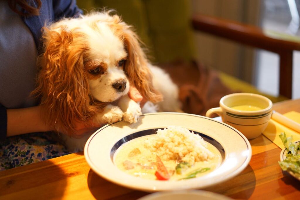 ペット同伴可の飲食店を開業するのに必要な許可・資格